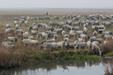 12/03 - Shepherds' Advent in Hortobagy