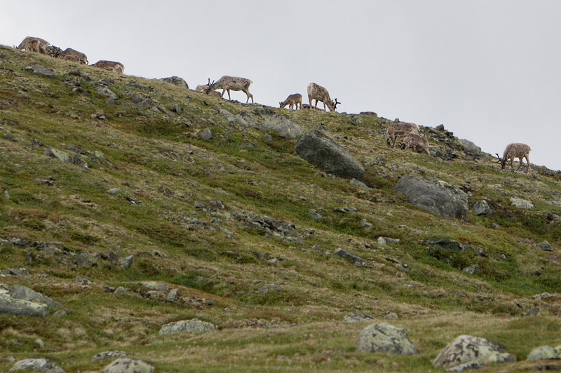 Reindeers at Besseggen