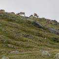 Reindeers at Besseggen