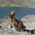 Norvegian Forest Cat