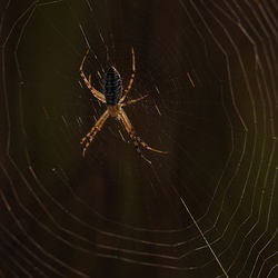 07/01 - Spider's web/Pókháló