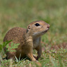 07/08 - Ground squirrel/ürge