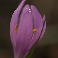 Egyhajú virág / Bulbocodium venum