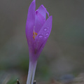 Egyhajú virág / Bulbocodium venum