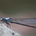 Dragonfly @Pedernales Falls, TX