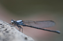 Dragonfly @Pedernales Falls, TX
